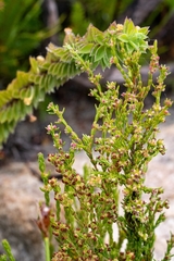 Erica axillaris