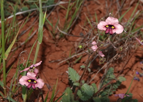 Image of Alonsoa unilabiata by (c) desertnaturalist, some rights reserved (CC BY)