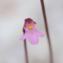 Utricularia tenella