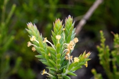 Struthiola tomentosa