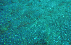 Coryphopterus glaucofraenum