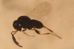 Scelionidae