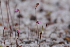 Utricularia tenella