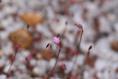 Utricularia tenella