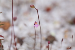 Utricularia tenella