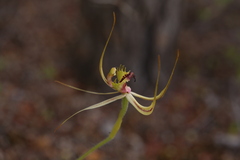 Caladenia attingens