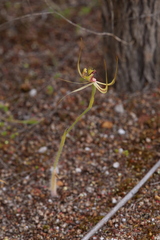 Caladenia attingens