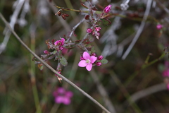 Boronia crenulata