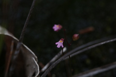 Utricularia tenella