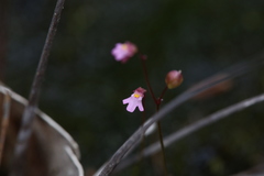 Utricularia tenella