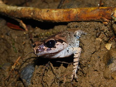 Leptobrachium hasseltii