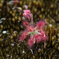 Drosera roseana