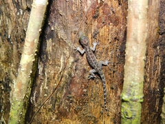 Cyrtodactylus