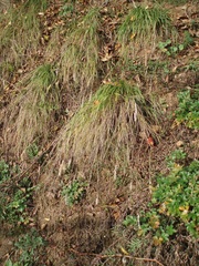 Melica transsilvanica