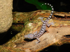 Cyrtodactylus