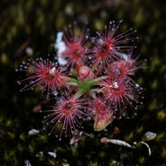 Drosera roseana