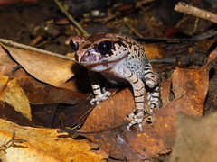 Leptobrachium hasseltii