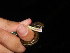 Dendrelaphis pictus
