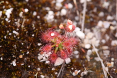 Drosera roseana
