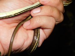 Dendrelaphis pictus