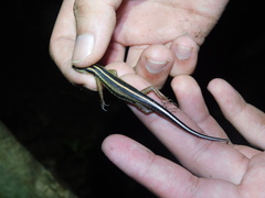 Sphenomorphus sanctus