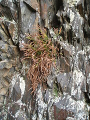 Asplenium septentrionale
