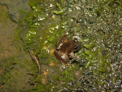 Microhyla palmipes
