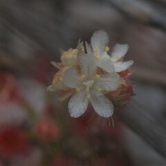 Drosera roseana