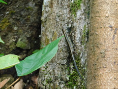 Sphenomorphus sanctus