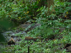 Varanus salvator bivittatus