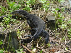 Varanus salvator bivittatus