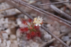 Drosera roseana