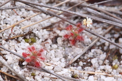 Drosera roseana