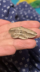 Euphronarcha luxaria