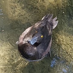 Aythya novaeseelandiae