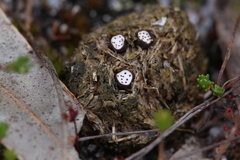 Poronia erici