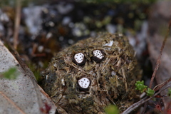 Poronia erici