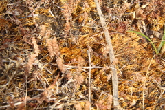 Eccremidium pulchellum