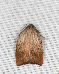 Tortricopsis pyroptis