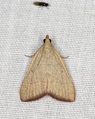 Hypsopygia albidalis