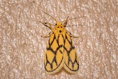 Miltochrista conjunctana