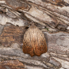 Tortricopsis pyroptis