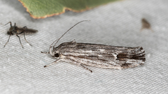 Lichenaula tuberculata