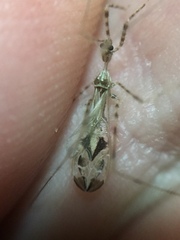 Stenolemus fraterculus