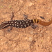 El Mouden Gecko - Photo (c) Alain Roujas, some rights reserved (CC BY-NC), uploaded by Alain Roujas
