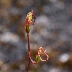 Caleana nigrita