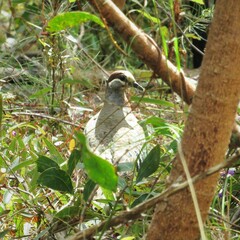 Phaps elegans