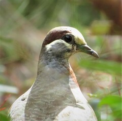 Phaps elegans