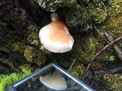 Crepidotus nephrodes