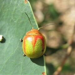 Paropsisterna pictipes